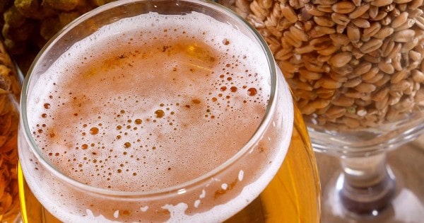 la cerveza una bebida organica